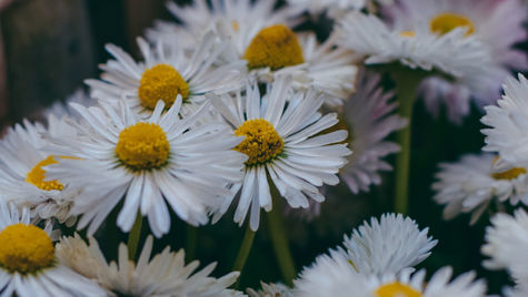 Embrace the Soothing Power of Roman Chamomile Essential Oil