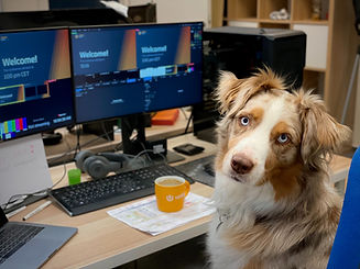 Hund mit Kaffeetasse im Büro, Bürohundetraining für Büroangestellte, privates Hundetraining