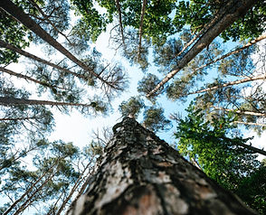 Image by Markus Spiske