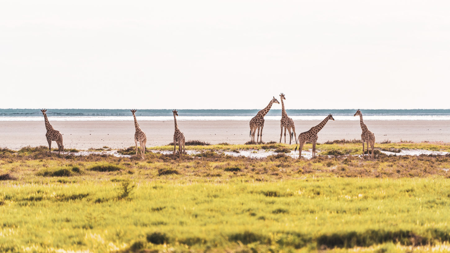Five giraffes graze on the savanna near the water's edge, sunny day