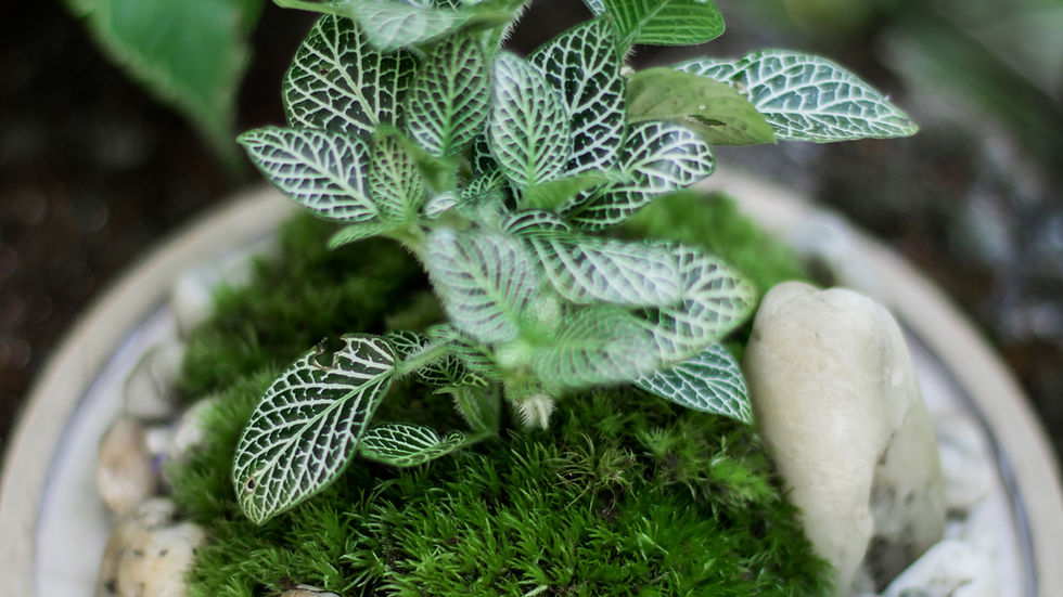 A small plant with patterned leaves in a circular moss and stone arrangement. Set outdoors with green foliage background. Calm, natural mood.