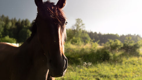 Image by Caspian Dahlström