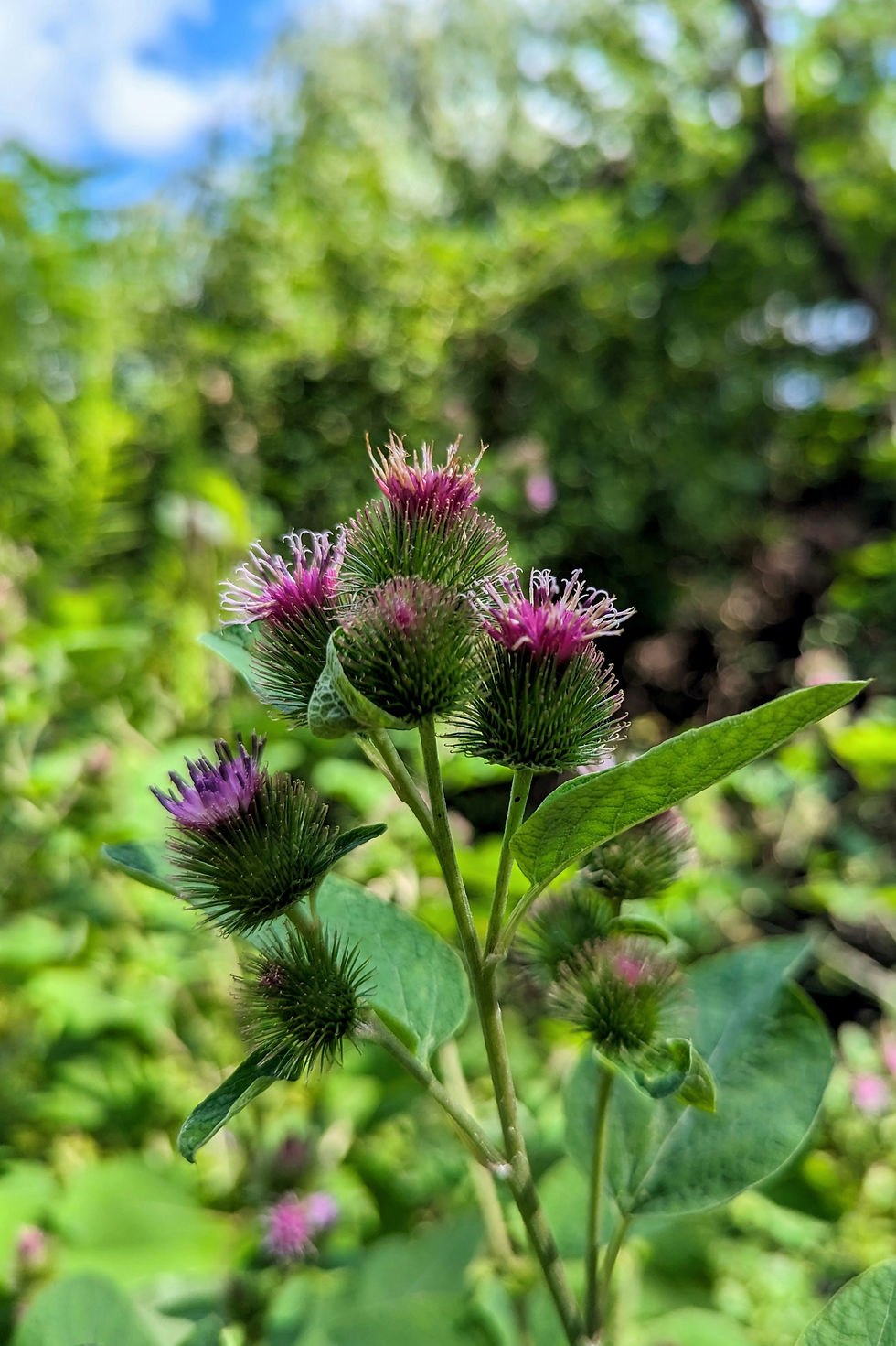 burdock plant