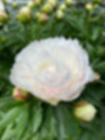 Image of white peony flower surrounded by gren leaves and flower buds