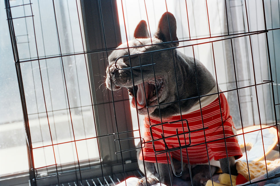 Puppy struggling with crate training.