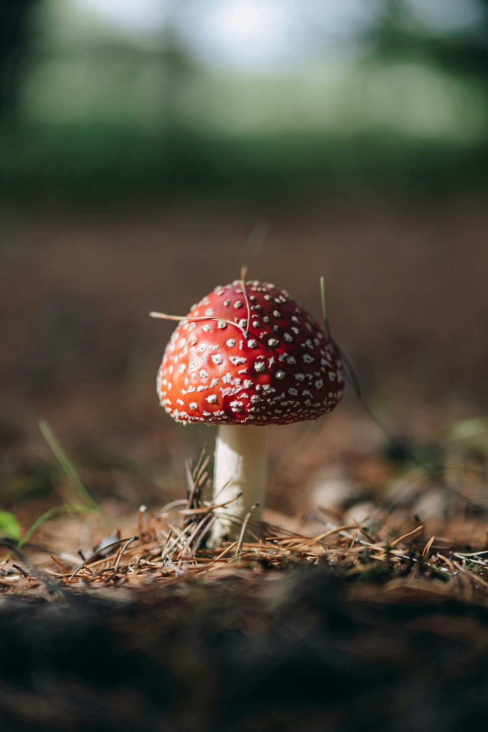 Close-up of a psilocybin mushroom, symbolizing research into psychedelic-assisted therapy for depression.