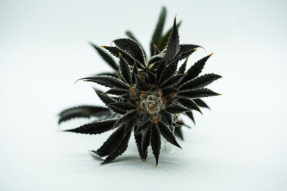 flat rock cannabis blurr strain
