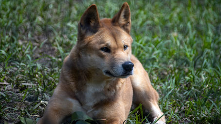 WILD DOG FUNDING UNDER THREAT
