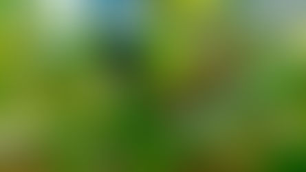 Läuserückfallfieber: Ursachen, Symptome und Behandlung