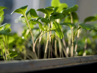 Biofertilizantes inteligentes: la próxima frontera de la biotecnología agrícola