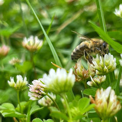 Welcome to Slow Mow Season: A Better Way to Help Pollinators