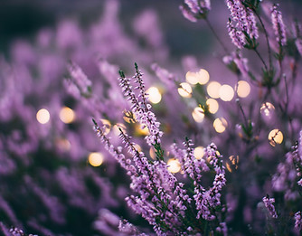 Image by Daiga Ellaby