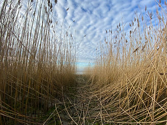 Image by Hans Moerman