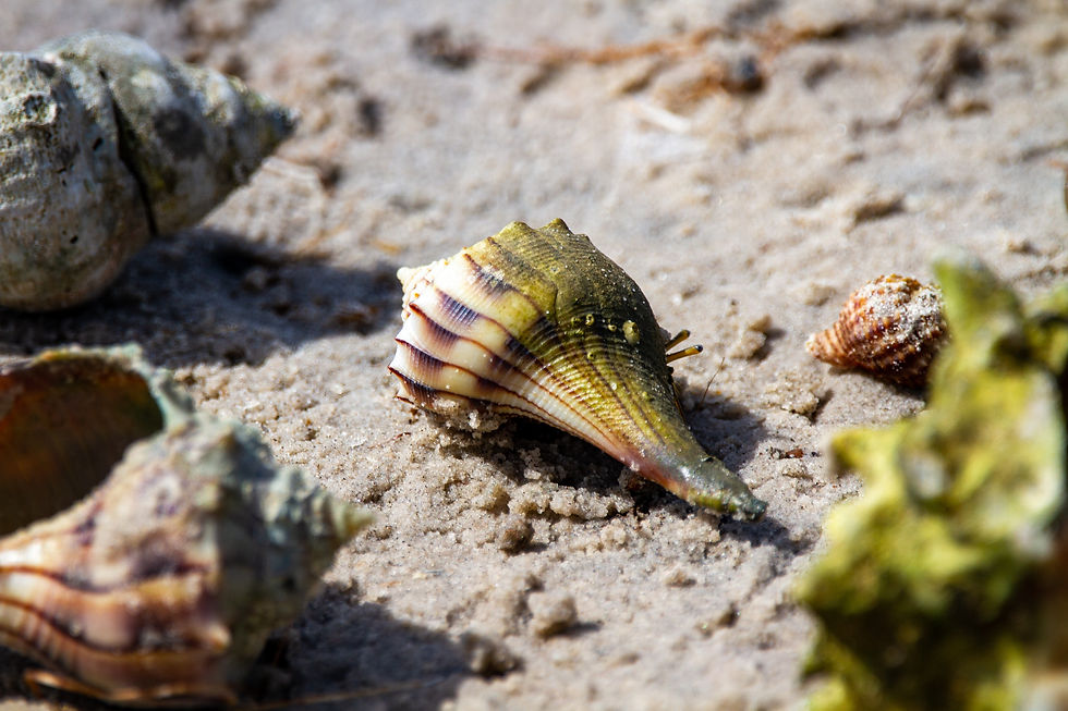Close-up of various seashells on sandy ground in sunlight. The central shell is green and striped, surrounded by other shells in soft focus.