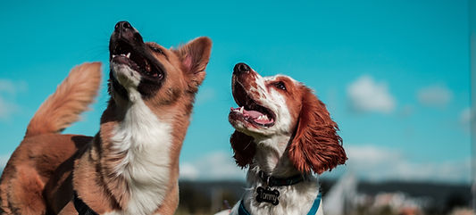 Dog Friendly Scarborough