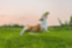 Sport dog catching a frisbee mid-air during play