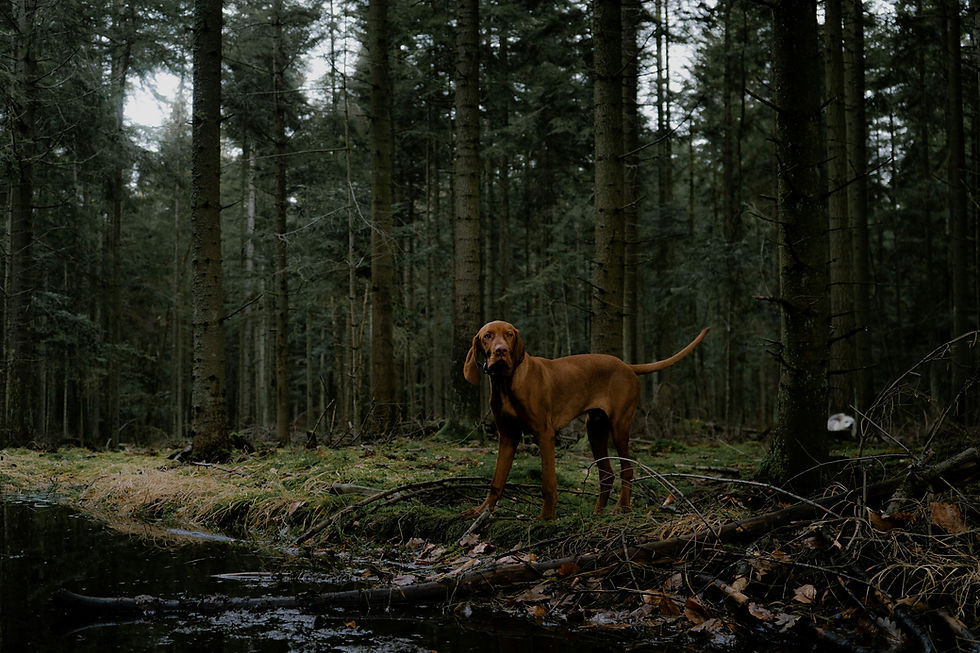 Image by Radek Jedynak
