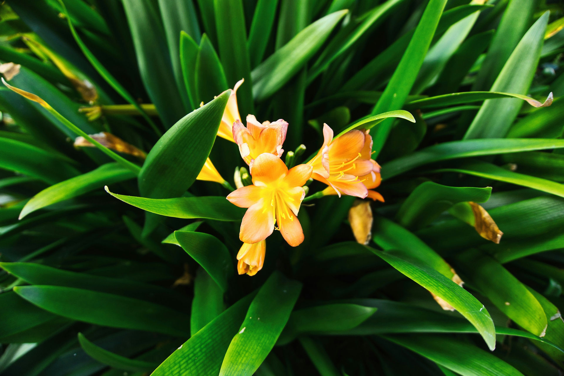 L'arrosage est important pour une bonne croissance des plantes
