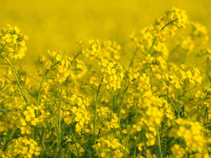 Frunzele de mustar si obezitatea