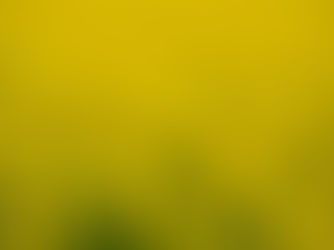 Frunzele de mustar si obezitatea