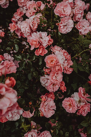 Image by Marina Reich