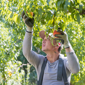 In All Circumstances, Ask Yourself “What Kind of Fruit is Being Produced?”