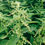 Thumbnail: ALLERGY RELIEF Herbal Tea