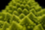 a romanesco broccoli depicting limited self similarity, a feature of fractal like geometry