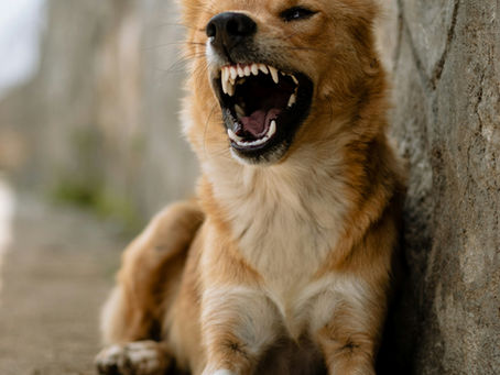 Reactive Dog Austin