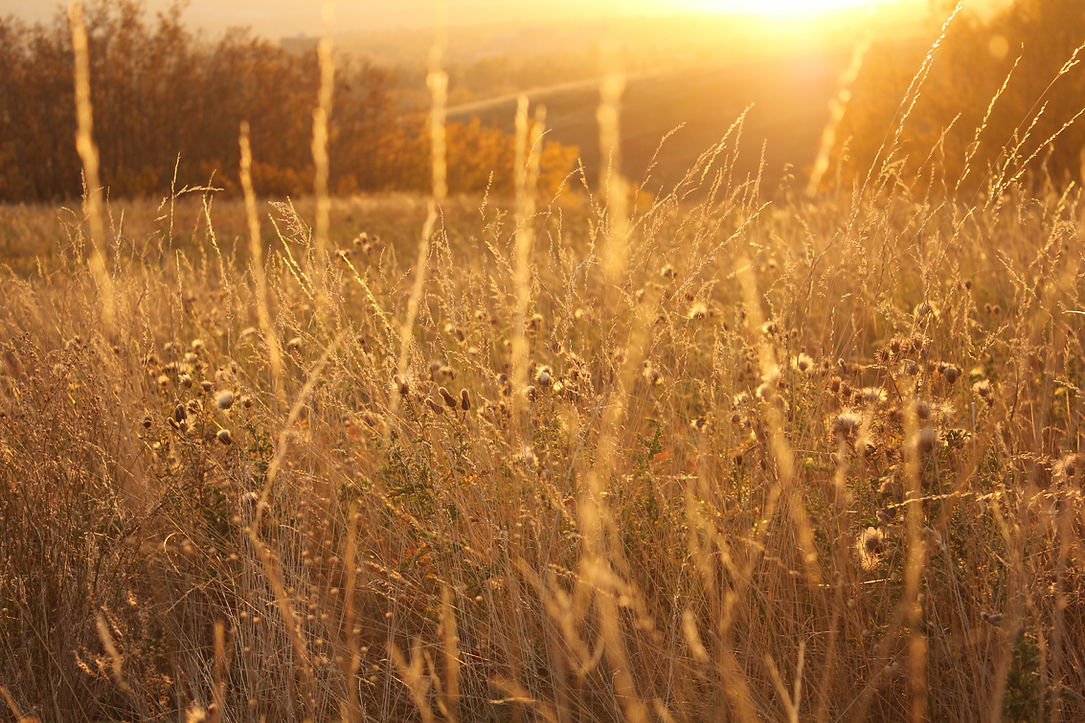 Image by Oxana Lyashenko