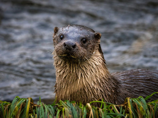 Glade Ecology Otter Survey Bristol