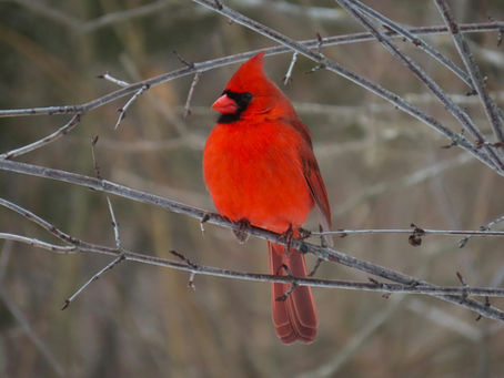 Male northern cardinal perched on bare winter branches.