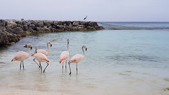Image by Melanie Hooghiemstra