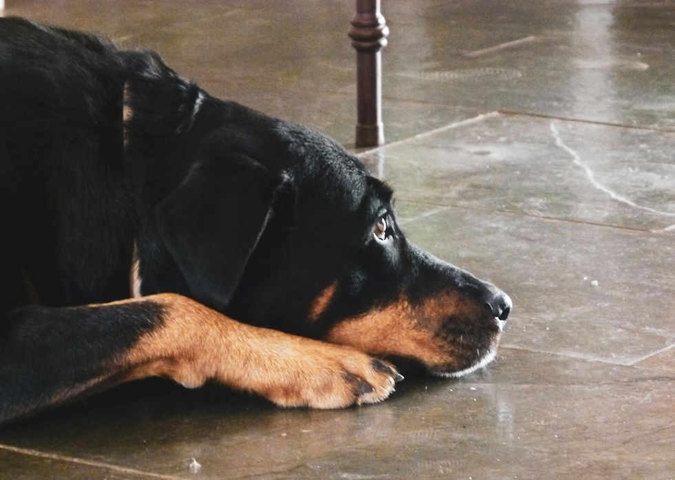 Köpeklerde Aşırı Salya ve Ağız Köpürmesi: Olası Nedenler, Tehlikeli Durumlar ve Ne Zaman Müdahale Gerekir?