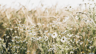 Sunlit wild chamomile and daisies swaying in a grassy meadow, with soft golden bokeh.