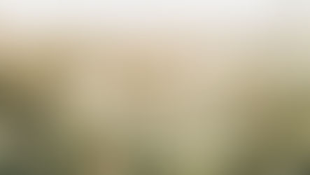 Sunlit wild chamomile and daisies swaying in a grassy meadow, with soft golden bokeh.