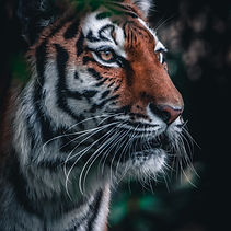 Image by Donnie Ray Crisp
