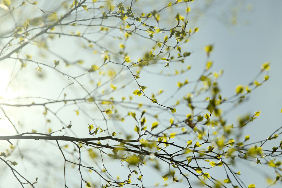 Image by Ivona Rož