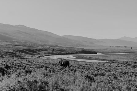 Image by Andres Molina