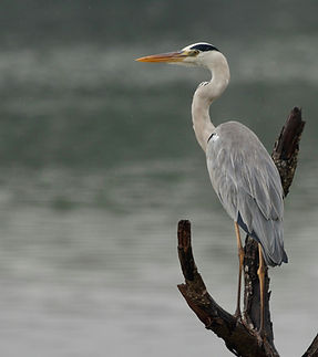 Image by Vijayalakshmi Nidugondi