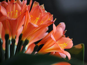 CLIVIA 'HYBRID ORANGE'