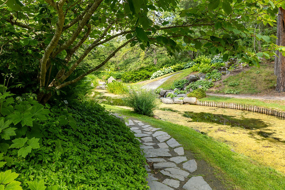 Curved stone garden path winding through lush green plants and trees in soft natural light.