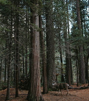 Image by Megan Ardel