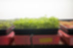broccoli sprouts
