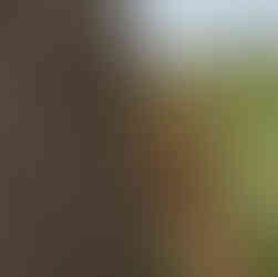 Lion climbing tree in Tarangire National Park during a 3 day safari from Zanzibar northern circuit T