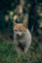 Tremores em gatos: causas, situações perigosas e o que fazer