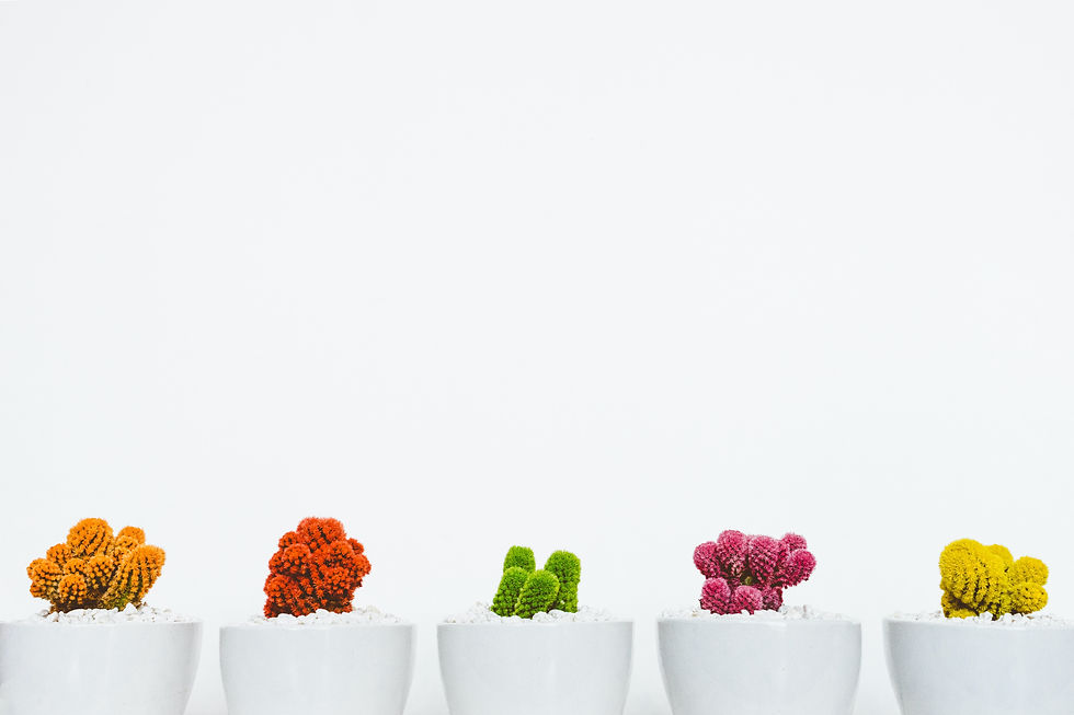 Small white ceramic cups with softly colored plants lined up against a white background.