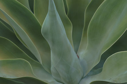 Image by Earl Wilcox