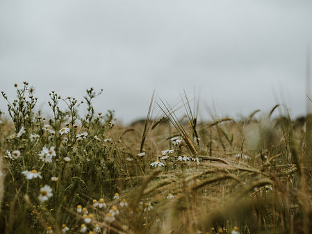 Image by Annie Spratt