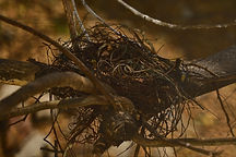 Image by Sreenivas